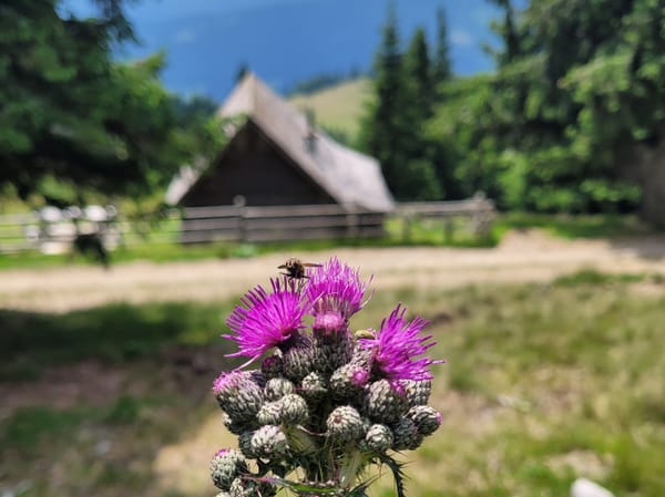 05.07.25 Wanderung II: Großebenhütte